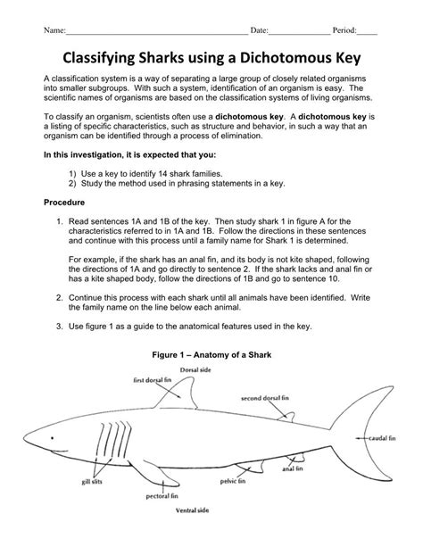 What Are the Benefits of Using a Shark Dichotomous Key?
